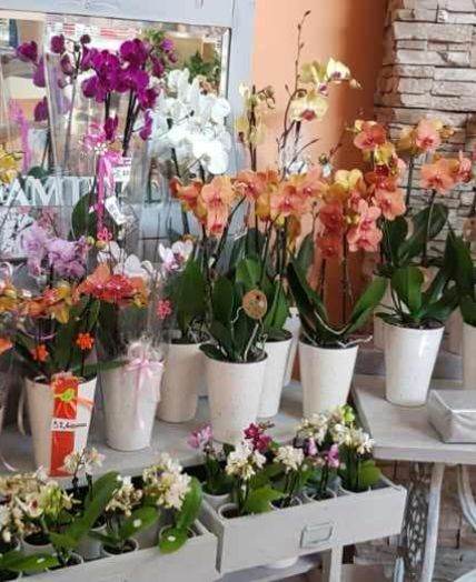 cvetličarna Dolenjska - izbira orhidej
