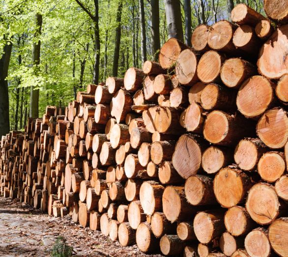 vellika količina lesa
