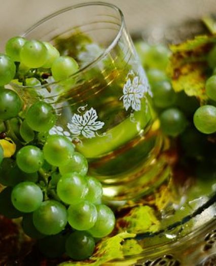 Belo grozdje iz vinograda
