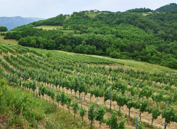 degustacija vina vipavska dolina