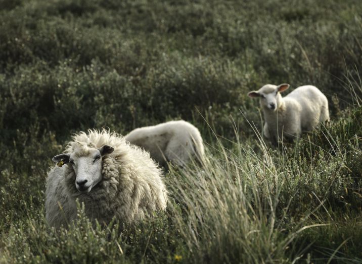 Ovce pripravljene na prevoz
