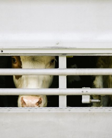Odkup in transportiranje goveda po Sloveniji