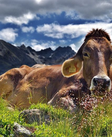 Pestra izbira slovenskega goveda