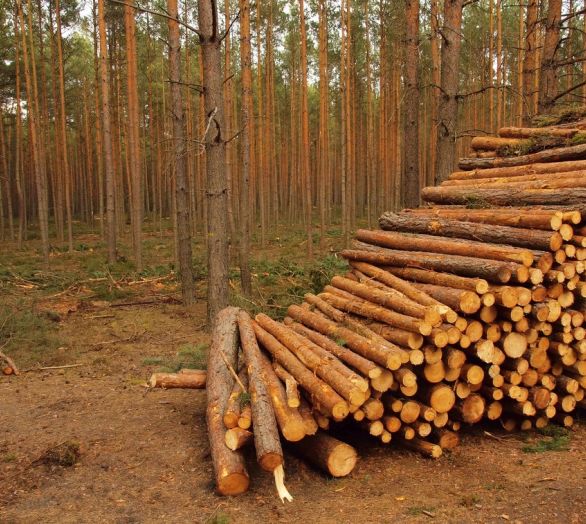 Odkup lesa, posek in spravilo lesa po ugodni ceni