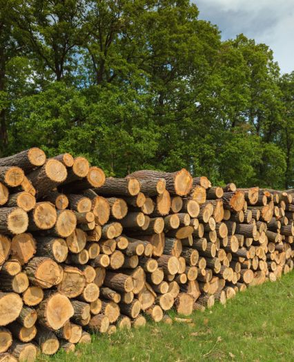 Les namenjen za odkup lesa, posek in spravilo lesa