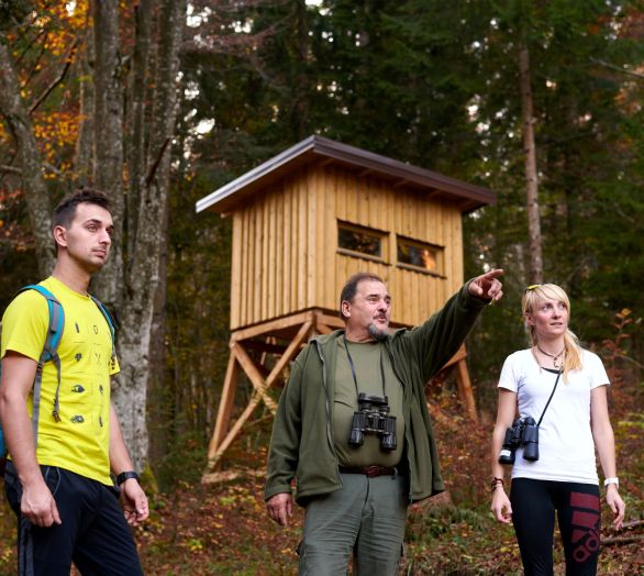 Opazovanje medveda, Notranjska - rezervirajte termin