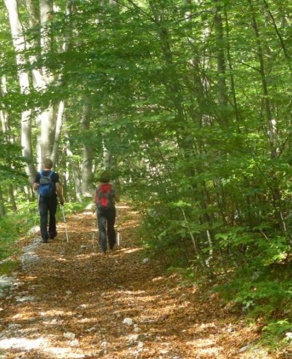 Opazovanje medveda, Notranjska - pohajkovanje po naravi