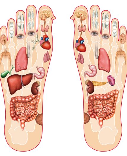 določen del stopala uravnava organ vašega telesa