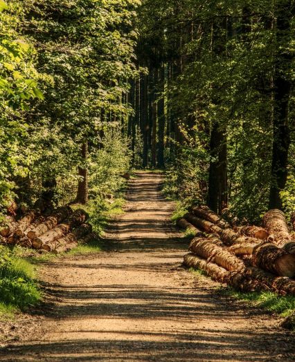 Sečnja lesa Tržič, Gorenjska, Gozdarske Storitve - spoznamo se na svoje delo