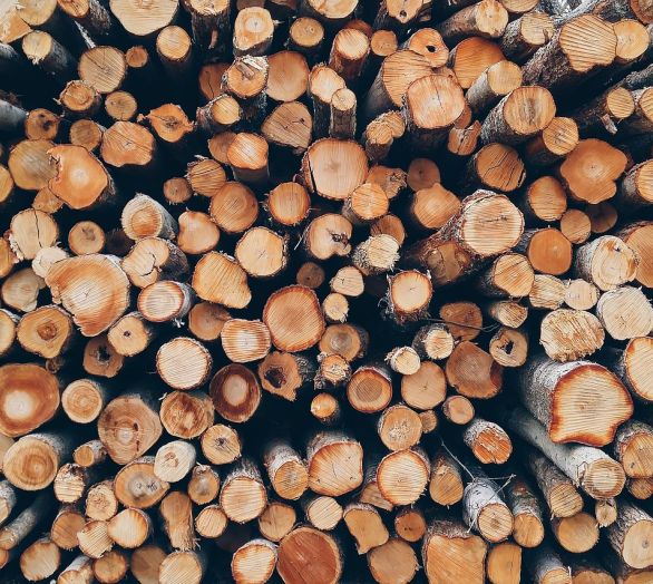 Sečnja lesa Tržič, Gorenjska - znanje in strokovnost