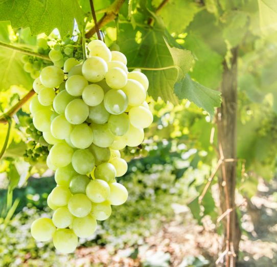 vinska trta na turistični kmetiji v okolici Maribora