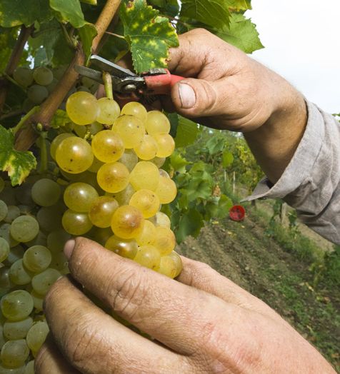 obiranje v vinogradu