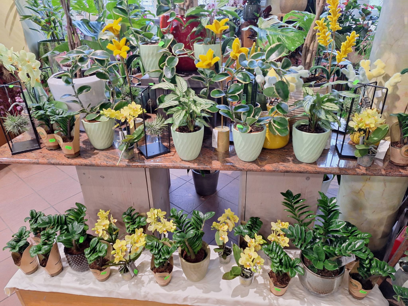 Cvetličarna Ptuj, Podravska – cvetje z osebno noto