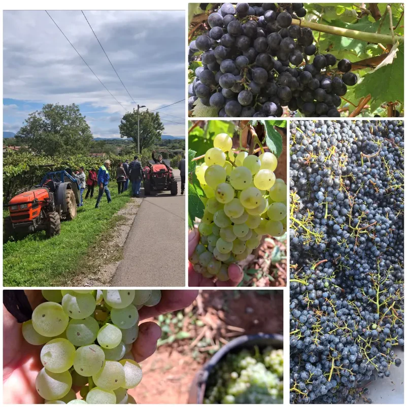 Degustacije vin Kras