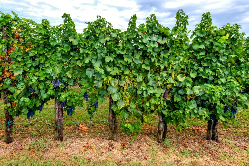 Prodaja kvalitetnih vin Pomurje