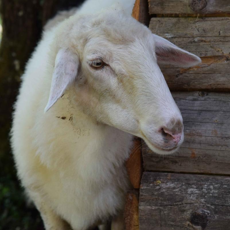 Domač ovčji sir Goriška