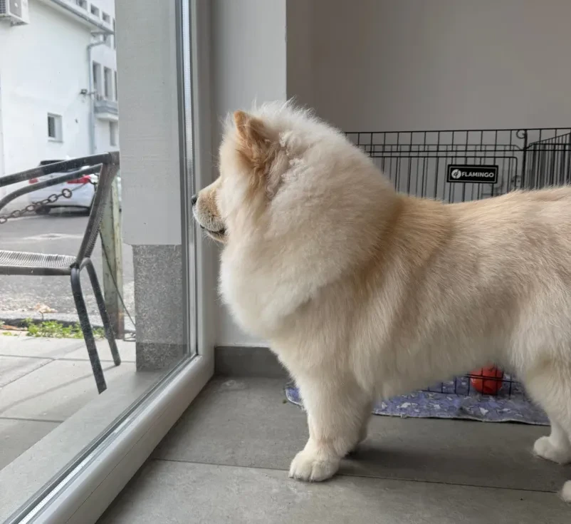 Dober pasji frizer Murska Sobota, Prekmurje