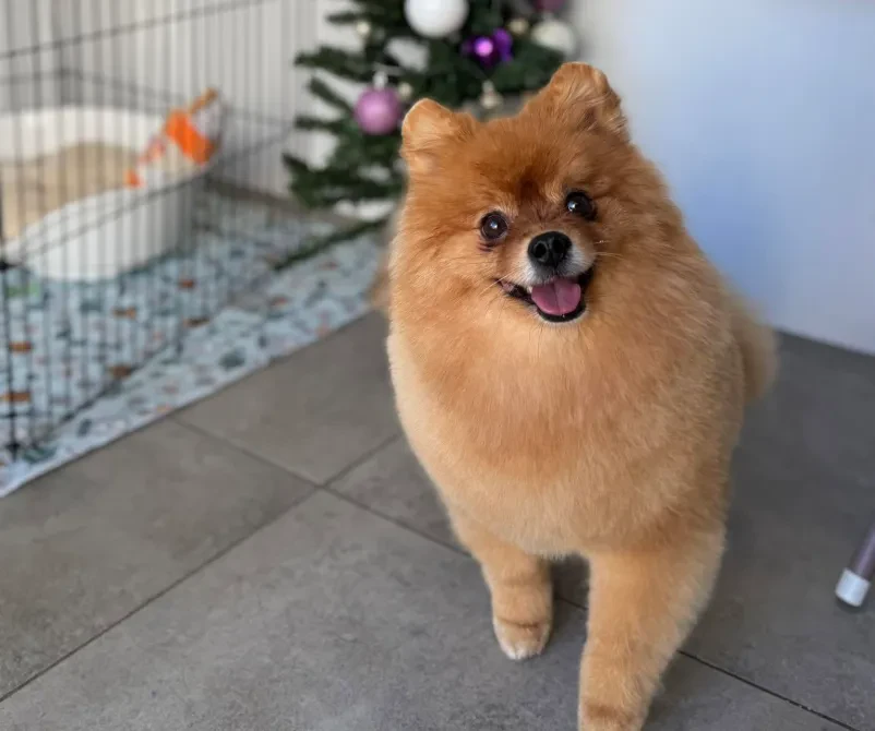 Groomer, kopanje psa Murska Sobota, Prekmurje