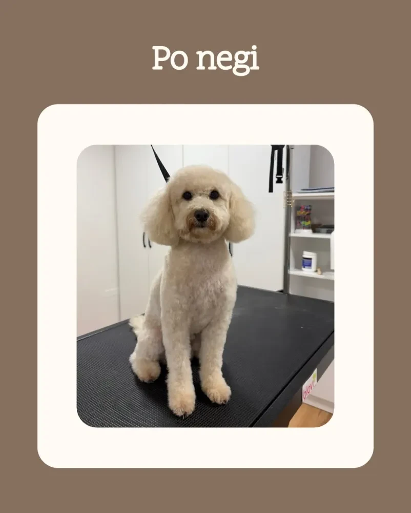 Dober pasji salon Novo mesto
