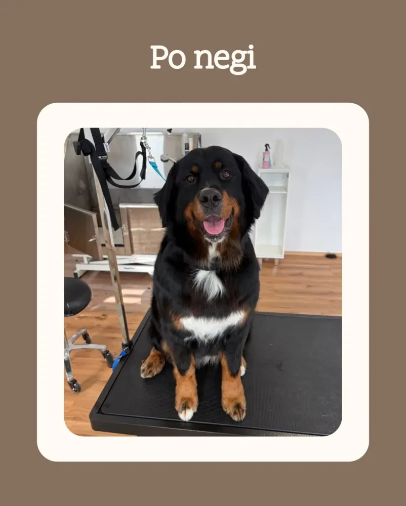 Dober pasji salon Dolenjska