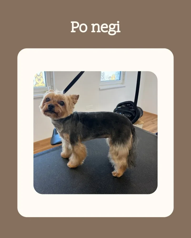 Dober salon za pse Novo mesto, Dolenjska