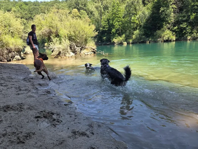Ugodna šola za pse Goriška