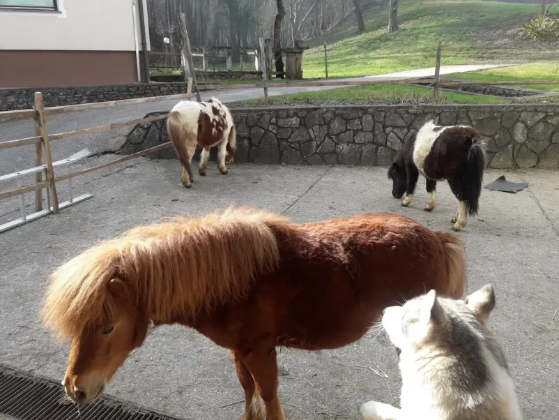 Turistična kmetija z domačimi dobrotami v Posavju