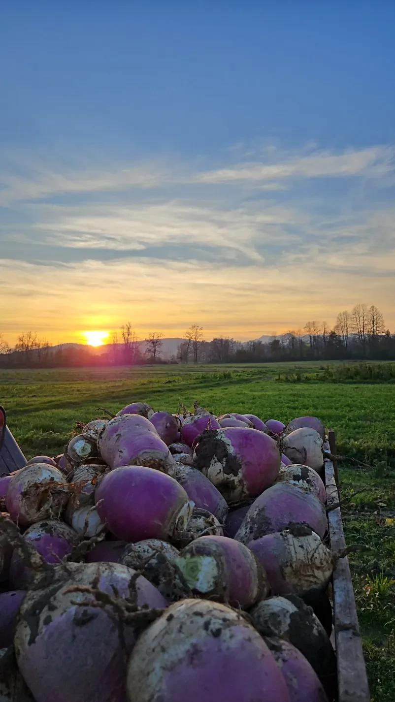 Zakaj kupci iščejo domačo zelenjavo?