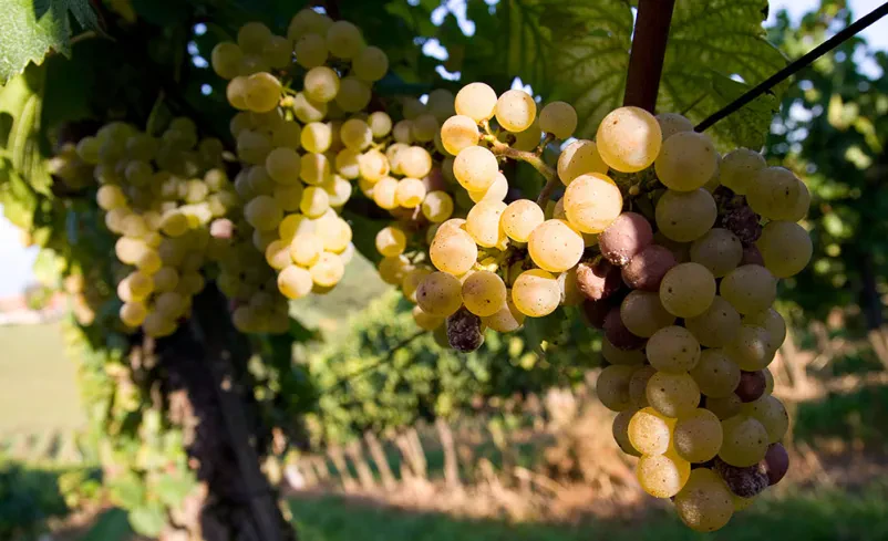 Domače vino Maribor