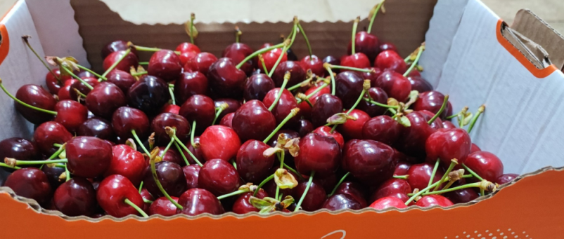 Domače vino in sveže sadje Vipavska dolina