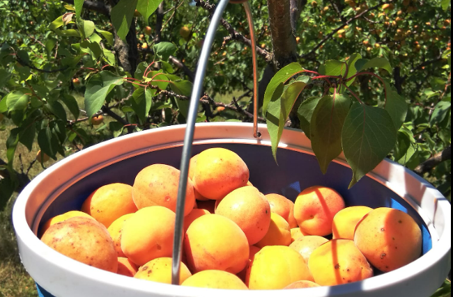 Sveže sadje in lokalna vina za ljubitelje okusa