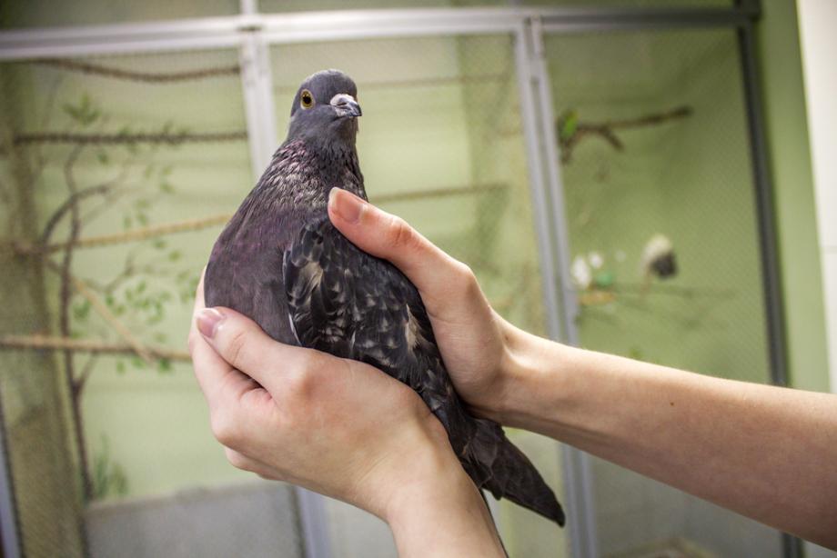 Golob domača žival