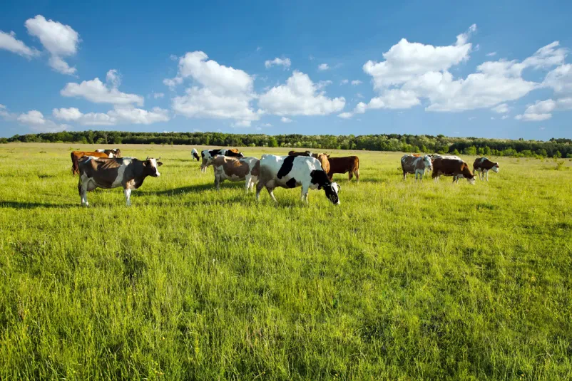 Najem družinske koče Mala Planina