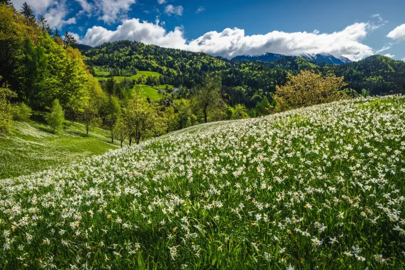 Družinski apartma Jesenice