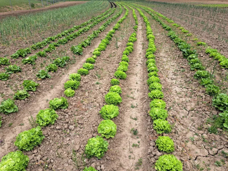Sezonska zelenjava Cerkvenjak, Štajerska, sveže in lokalno