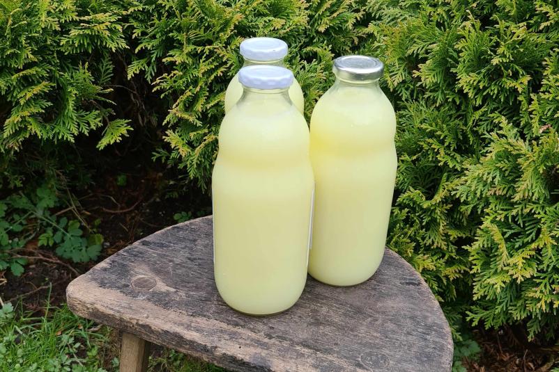 Domač ovčji sir Goriška