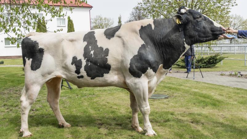 Osemenjevalni center Preska – distribucija bikovega semena in oprema