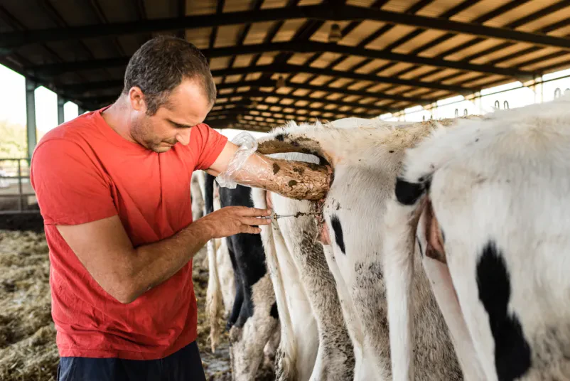 Kakovostna distribucija bikovega semena za rejce krav in koz
