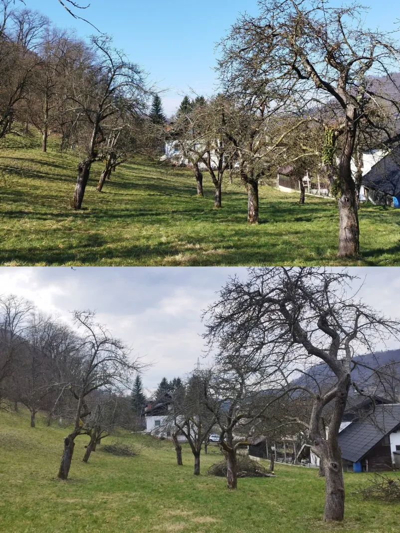 Čiščenje zaraščenih površin in košnja trave Zasavje, Posavje