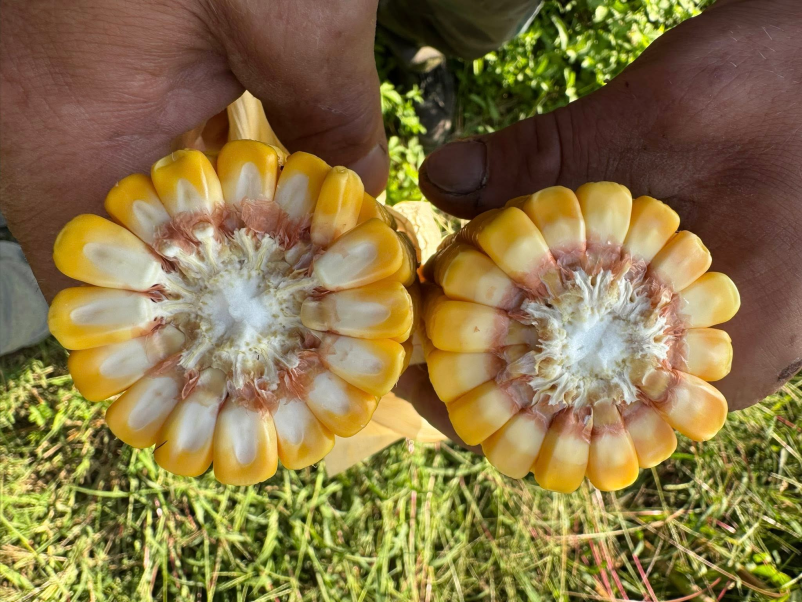 Kvalitetna prodaja semenske koruze Slovenija za večji pridelek