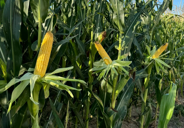 Prodaja kakovostne semenske koruze Slovenija za sodobno kmetijstvo