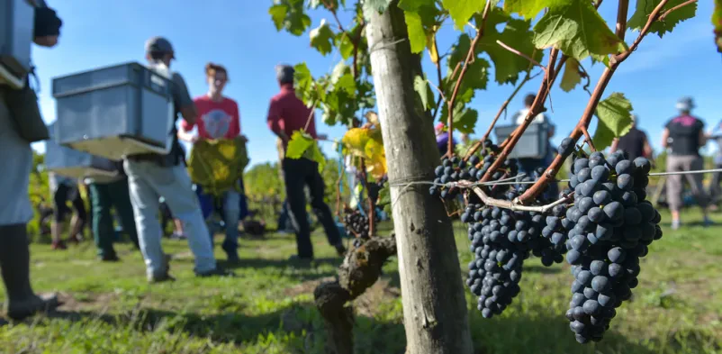 Degustacija vin Črenšovci Pomurje