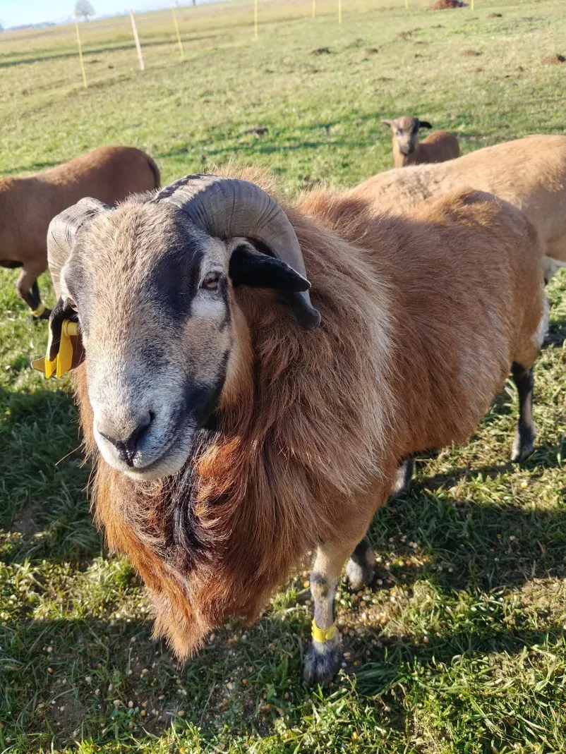 Vzreja in prodaja drobnice Ptuj