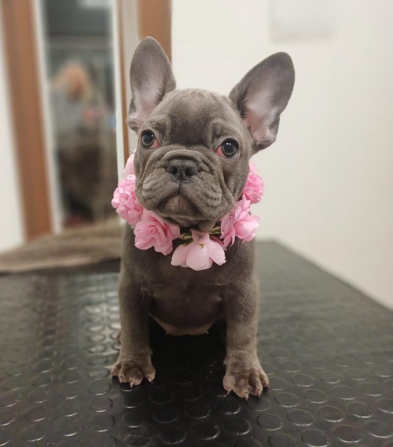 Nega psov Nova Gorica