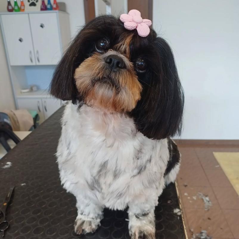 Nega malih živali Nova Gorica