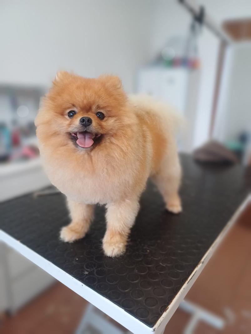 Pasji salon Nova Gorica