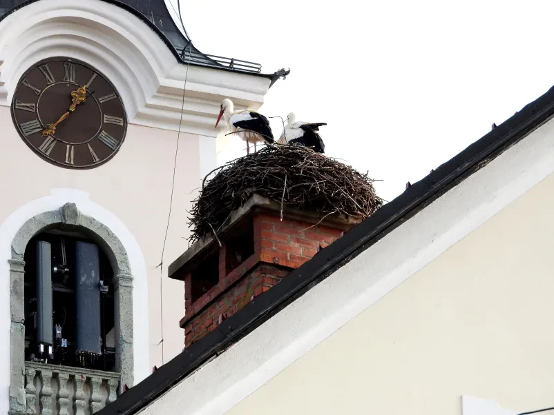 Dve čaplji gnezdita na župnišču Občine Cerklje na Gorenjskem