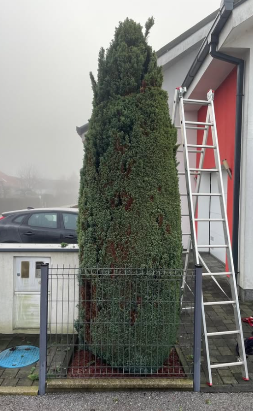 Ugoden odvoz zelenega vrtnega odpada Murska Sobota