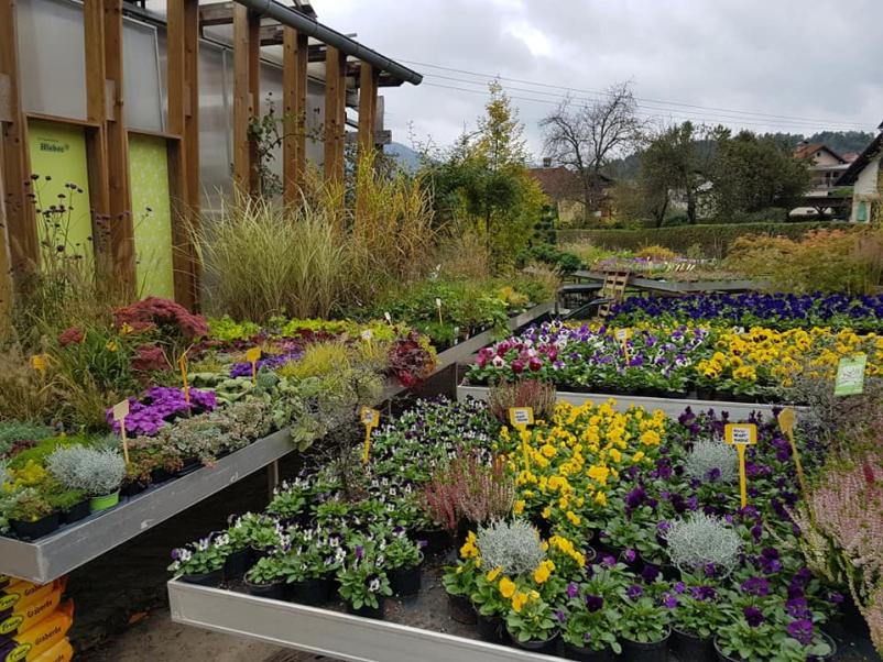 Okrasna drevesnica Osrednja Slovenija