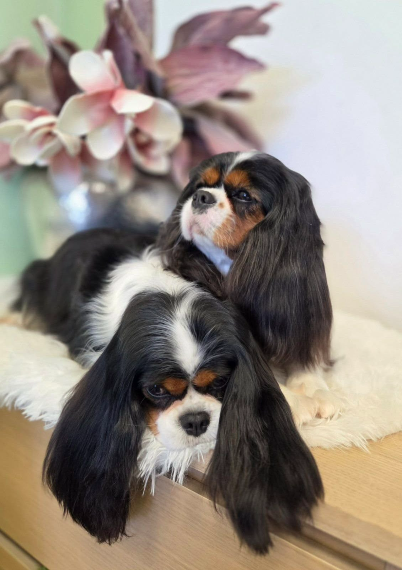 Salon za hišne ljubljenčke Ljubljana, okolica